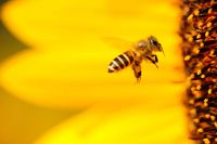 Bienen fliegt Blüte an